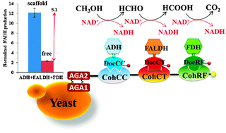 Graphical abstract: Functional assembly of a multi-enzyme methanol oxidation cascade on a surface-displayed trifunctional scaffold for enhanced NADH production