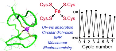 Graphical abstract: A cyclic peptide-based redox-active model of rubredoxin