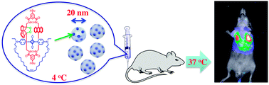 Graphical abstract: In vivo imaging using polymeric nanoparticles stained with near-infrared chemiluminescent and fluorescent squaraine catenane endoperoxide