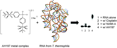 Graphical abstract: RNA binding and inhibition of primer extension by a Ru(iii)/Pt(ii) metal complex
