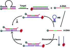 Graphical abstract: Assistant DNA recycling with nicking endonuclease and molecular beacon for signal amplification using a target-complementary arched structure