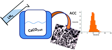 Graphical abstract: Freeze-drying yields stable and pure amorphous calcium carbonate (ACC)