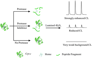 Graphical abstract: An ultrasensitive chemiluminescence turn-on assay for protease and inhibitor screening with a natural substrate