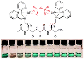 Graphical abstract: Bis[zinc(ii)dipicolylamino]-functionalised peptides as high affinity receptors for pyrophosphate ions in water