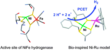 Graphical abstract: Catalytic hydrogen production by a Ni–Ru mimic of NiFe hydrogenases involves a proton-coupled electron transfer step