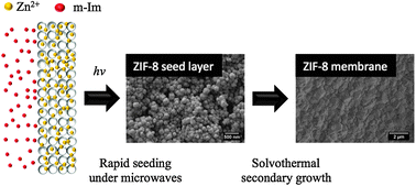 Graphical abstract: Highly propylene-selective supported zeolite-imidazolate framework (ZIF-8) membranes synthesized by rapid microwave-assisted seeding and secondary growth