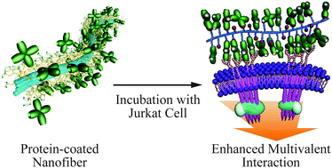 Graphical abstract: Protein-coated nanofibers for promotion of T cell activity
