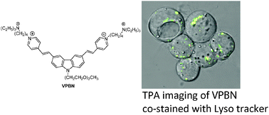 Graphical abstract: Two-photon fluorescence probes for imaging of mitochondria and lysosomes