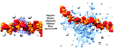 Graphical abstract: A simple new competition assay for heparin binding in serum applied to multivalent PAMAM dendrimers