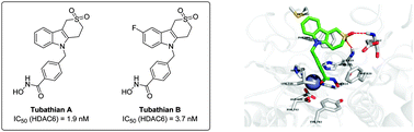 Graphical abstract: Potent and selective HDAC6 inhibitory activity of N-(4-hydroxycarbamoylbenzyl)-1,2,4,9-tetrahydro-3-thia-9-azafluorenes as novel sulfur analogues of Tubastatin A