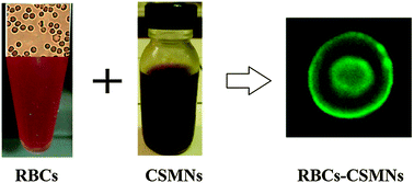 Graphical abstract: Red blood cells decorated with functionalized core–shell magnetic nanoparticles: elucidation of the adsorption mechanism