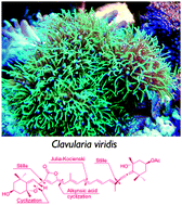 Graphical abstract: Total synthesis of (8R,6′R)-peridinin-5,8-furanoxide