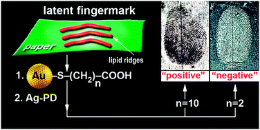 Graphical abstract: A novel approach to fingerprint visualization on paper using nanotechnology: reversing the appearance by tailoring the gold nanoparticles' capping ligands