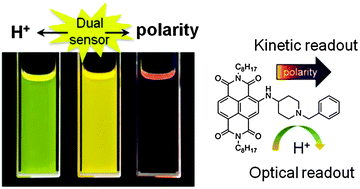 Graphical abstract: A fluorescent “2 in 1” proton sensor and polarity probe based on core substituted naphthalene diimide