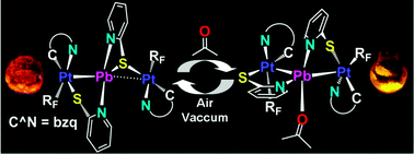 Graphical abstract: Solvent-induced lone pair activity tuning and vapoluminescence in a Pt2Pb cluster