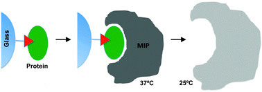 Graphical abstract: Solid-phase synthesis of molecularly imprinted nanoparticles for protein recognition