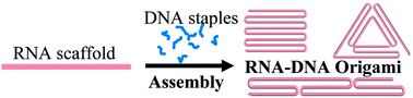 Graphical abstract: RNA–DNA hybrid origami: folding of a long RNA single strand into complex nanostructures using short DNA helper strands