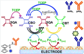 Graphical abstract: A squaric acid-stimulated electrocatalytic reaction for sensing biomolecules with cycling signal amplification