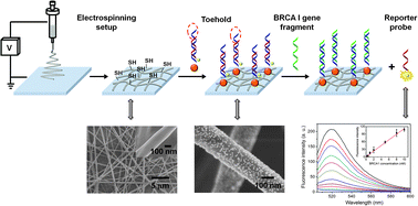 Graphical abstract: Assembly of DNA-functionalized gold nanoparticles on electrospun nanofibers as a fluorescent sensor for nucleic acids