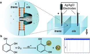 Graphical abstract: Real-time monitoring of the oxidative response of a membrane–channel biomimetic system to free radicals