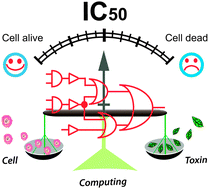 Graphical abstract: A cellular logic circuit for the detection of bacterial pore-forming toxins
