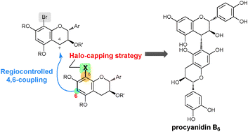 Graphical abstract: First regiocontrolled synthesis of procyanidin B6, a catechin dimer with rare connectivity: a halo-capping strategy for formation of 4,6-interflavan bonds
