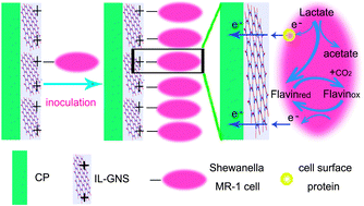 Graphical abstract: High biocurrent generation in Shewanella-inoculated microbial fuel cells using ionic liquid functionalized graphene nanosheets as an anode