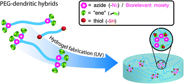 Graphical abstract: Dual-purpose PEG scaffolds for the preparation of soft and biofunctional hydrogels: the convergence between CuAAC and thiol–ene reactions