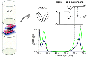 Graphical abstract: J- vs. H-type assembly: pentamethine cyanine (Cy5) as a near-IR chiroptical reporter