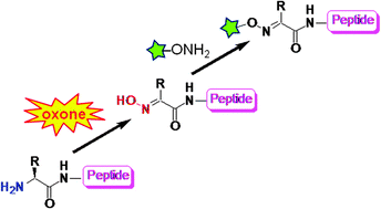 Graphical abstract: N-terminal α-amino group modification of peptides by an oxime formation–exchange reaction sequence