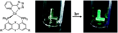 Graphical abstract: Outstanding luminescence from neutral copper(i) complexes with pyridyl-tetrazolate and phosphine ligands