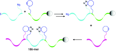 Graphical abstract: Solid phase click ligation for the synthesis of very long oligonucleotides