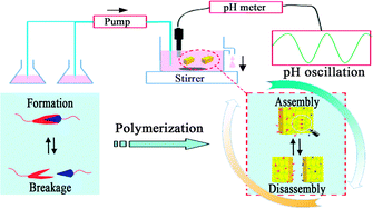 Graphical abstract: Fabrication of a rhythmic assembly system based on reversible formation of dynamic covalent bonds in a chemical oscillator