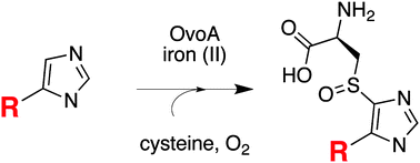 Graphical abstract: Substrate specificity of an oxygen dependent sulfoxide synthase in ovothiol biosynthesis