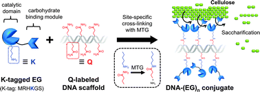 Graphical abstract: Aligning an endoglucanase Cel5A from Thermobifida fusca on a DNA scaffold: potent design of an artificial cellulosome