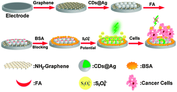 Graphical abstract: Highly sensitive electrochemiluminescent cytosensing using carbon nanodot@Ag hybrid material and graphene for dual signal amplification