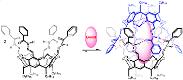 Graphical abstract: Versatile self-assembled molecular capsule formation of a resorcin[4]arene-based benzamidoiminocavitand