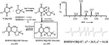 Graphical abstract: The first purification and unequivocal characterization of the radical form of the carbon-centered quinone ketoxy radical adduct