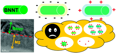 Graphical abstract: Boron nitride nanotubes functionalized with mesoporous silica for intracellular delivery of chemotherapy drugs