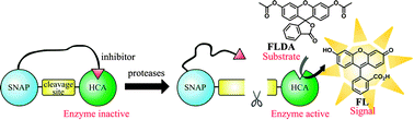 Graphical abstract: Fluorescence amplified detection of proteases by the catalytic activation of a semisynthetic sensor