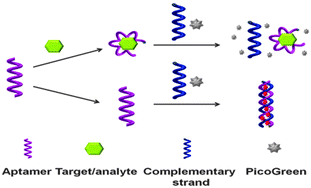 Graphical abstract: Highly sensitive fluorescent detection of small molecules, ions, and proteins using a universal label-free aptasensor