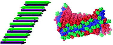 Graphical abstract: Effects of mutations in de novo designed synthetic amphiphilic β-sheet peptides on self-assembly of fibrils