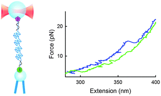 Graphical abstract: Mechanical unfolding of long human telomeric RNA (TERRA)