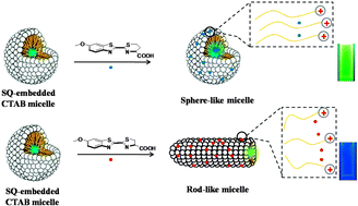 Graphical abstract: The sphere-to-rod transition of squaraine-embedded micelles: a self-assembly platform displays a distinct response to cysteine and homocysteine