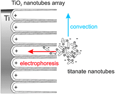 Graphical abstract: Hierarchical tube-in-tube structures prepared by electrophoretic deposition of nanostructured titanates into a TiO2 nanotube array
