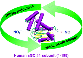 Graphical abstract: Human soluble guanylate cyclase as a nitric oxide sensor for NO-signalling reveals a novel function of nitrite reductase