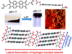 Graphical abstract: One-dimensional self-assembly of a water soluble perylene diimide molecule by pH triggered hydrogelation