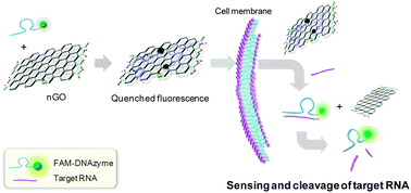 Graphical abstract: Deoxyribozyme-loaded nano-graphene oxide for simultaneous sensing and silencing of the hepatitis C virus gene in liver cells