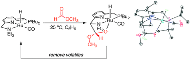 Graphical abstract: Reversible carbon–carbon bond formation between carbonyl compounds and a ruthenium pincer complex