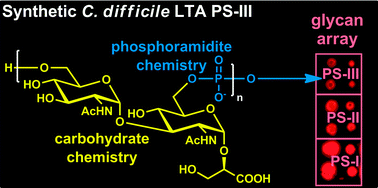 Graphical abstract: Glycan arrays containing synthetic Clostridium difficile lipoteichoic acid oligomers as tools toward a carbohydrate vaccine